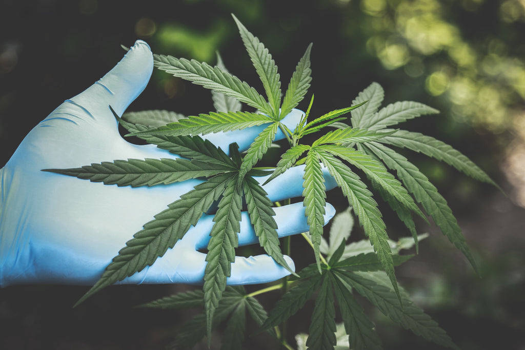 L'histoire du CBD